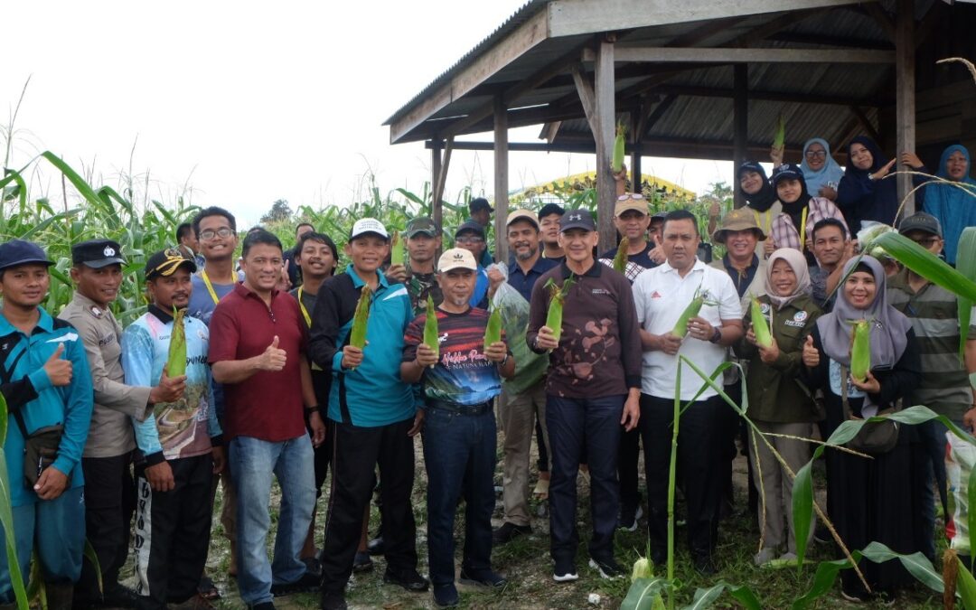 Panen Raya Desa Air Lengit bersama dengan Tim KKN-PPM UGM.